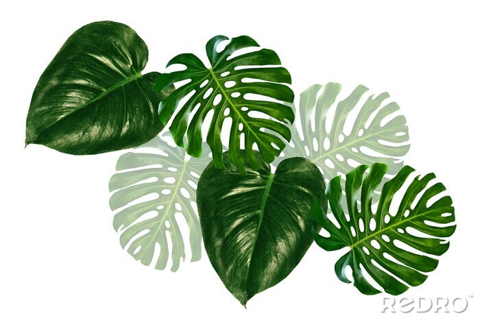 Sticker leaf of a tropical flower monstera isolated on white background.