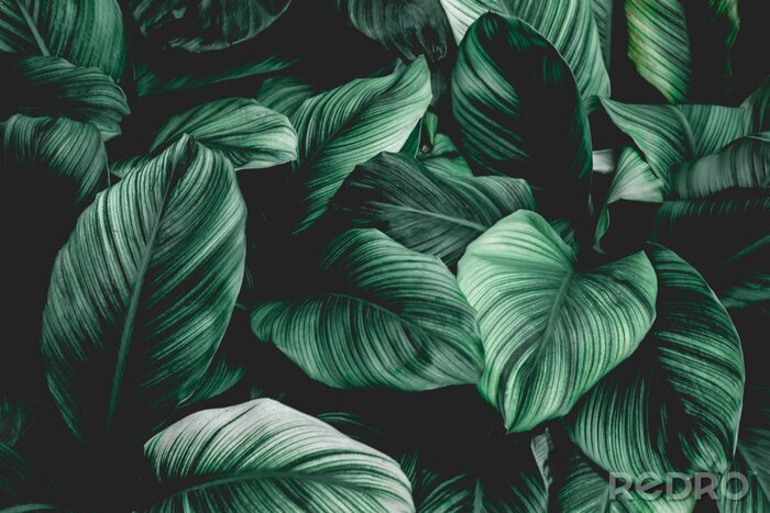 Sticker Leaves of Spathiphyllum cannifolium, abstract green texture, nature background, tropical leaf