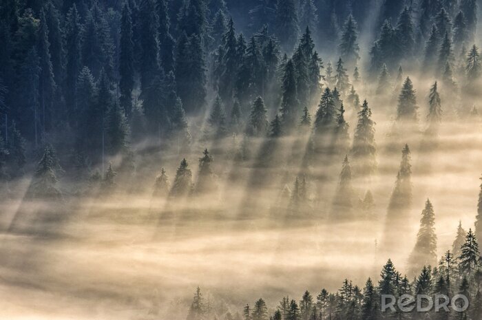 Sticker Lichtbündel über dem wald