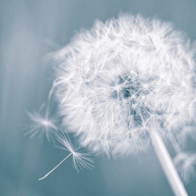 Fototapete Lichtung und Pusteblume