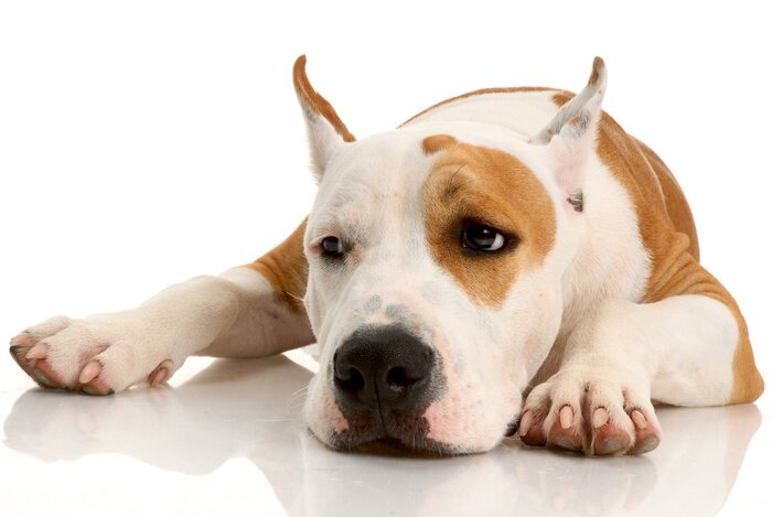 Sticker liegender gescheckter Hund