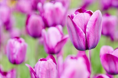 Sticker Lila Blumen auf einem grünen Hintergrund