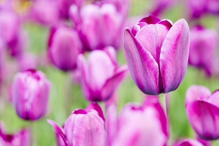 Sticker Lila Blumen auf einem grünen Hintergrund