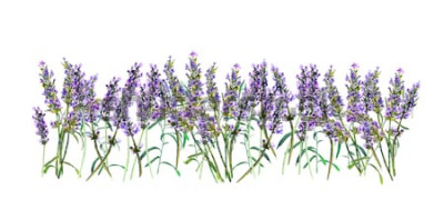Sticker Lila Lavendelblüten auf weißem Hintergrund