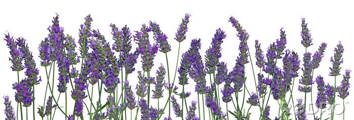 Sticker Lila lavendelfarbene Blumen in einer Reihe