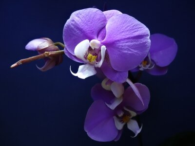 Sticker Lila Orchidee auf dunkelblauem Hintergrund
