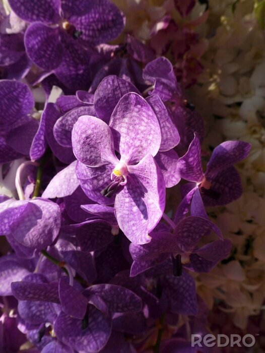 Sticker Lila Orchidee in der Sonne