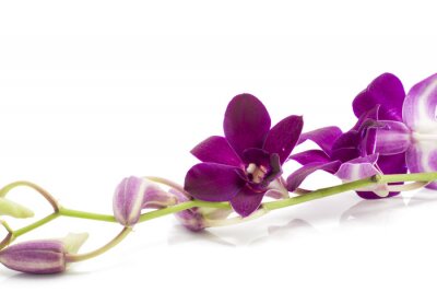 Sticker Lila Orchidee mit Knospen