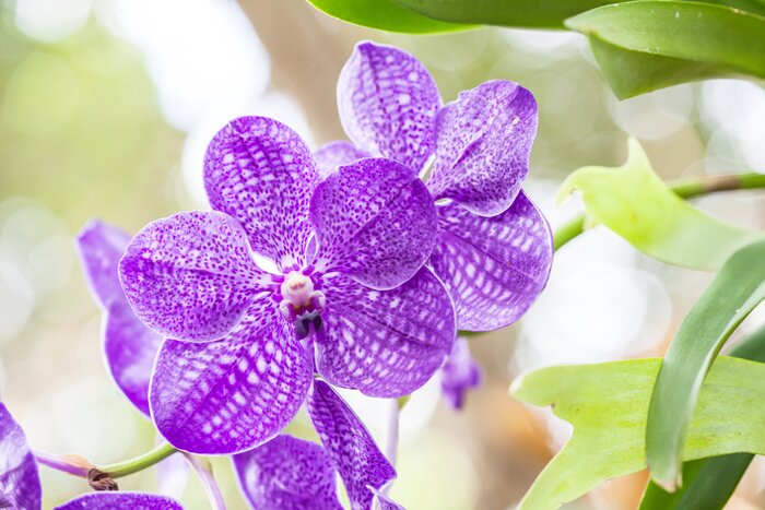 Sticker Lila Orchidee zwischen Blättern