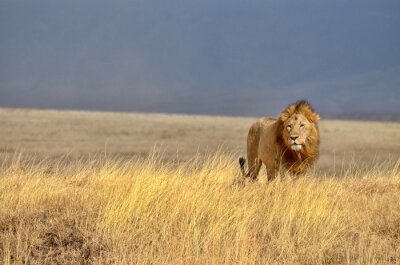 Löwe in der afrikanischen Savanne
