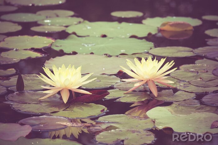 Sticker Lotusblüte in Teich vintage photo gefiltert Retro-Stil