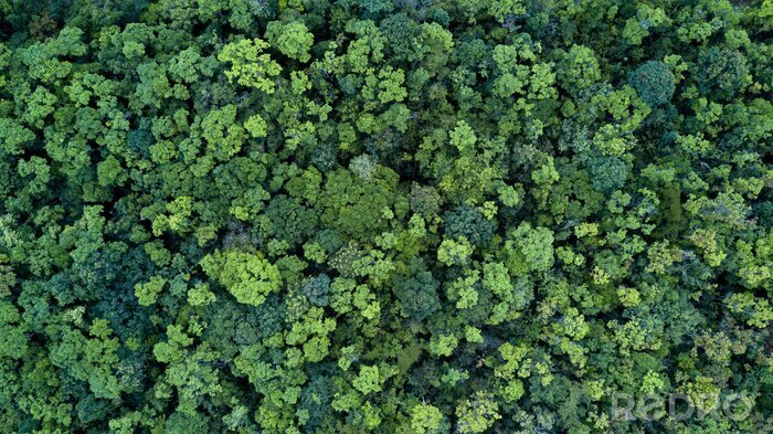 Sticker Luftaufnahme von einem grünen Wald