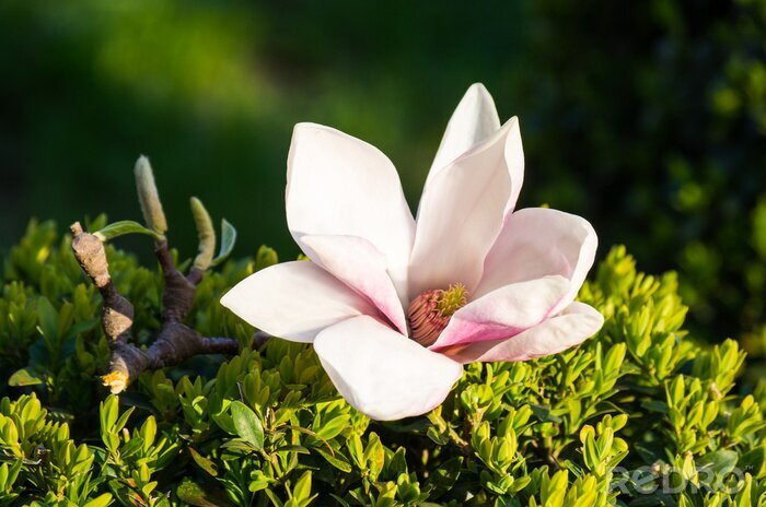 Sticker Magnolie auf Grünpflanzen