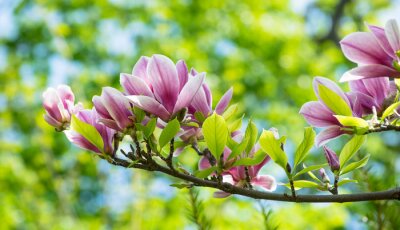 Sticker Magnolie mit saftig grünen Blättern