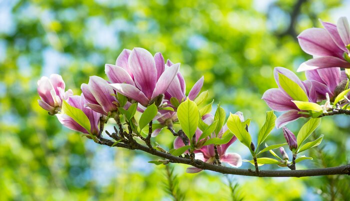 Sticker Magnolie mit saftig grünen Blättern