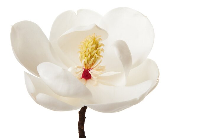 Sticker Magnolie mit sichtbaren Staubgefäßen