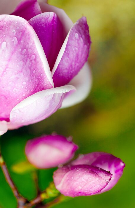 Sticker Magnolie mit Wassertropfenkristallen