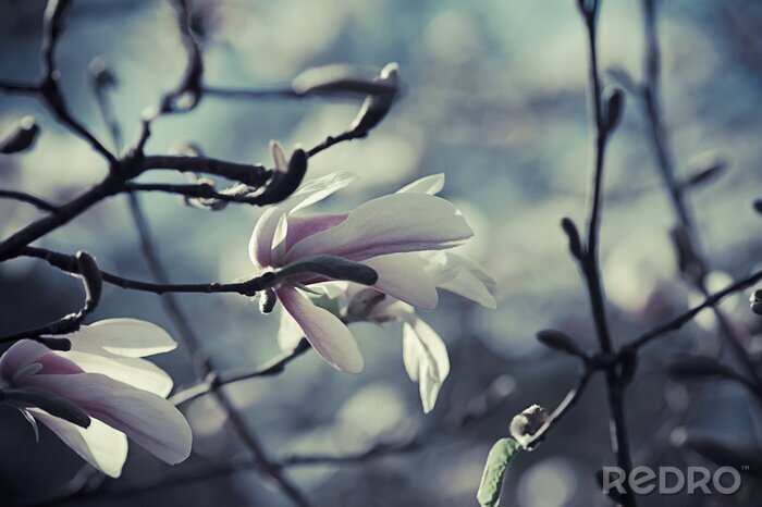 Sticker Magnolien an einem bewölkten Tag