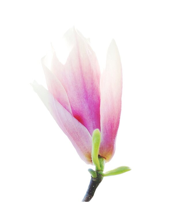 Sticker Magnolienknospe auf weißem Hintergrund