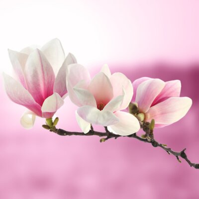 Sticker Magnolienzweig auf rosa Hintergrund