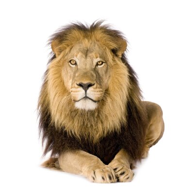 Sticker Majestätischer Löwe mit goldenen Augen