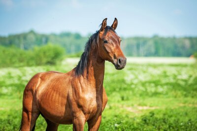 Majestätisches Tier auf Gras