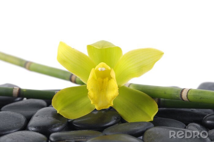Sticker Makro des grünen Orchidee mit Bambushain auf Kieselsteinen