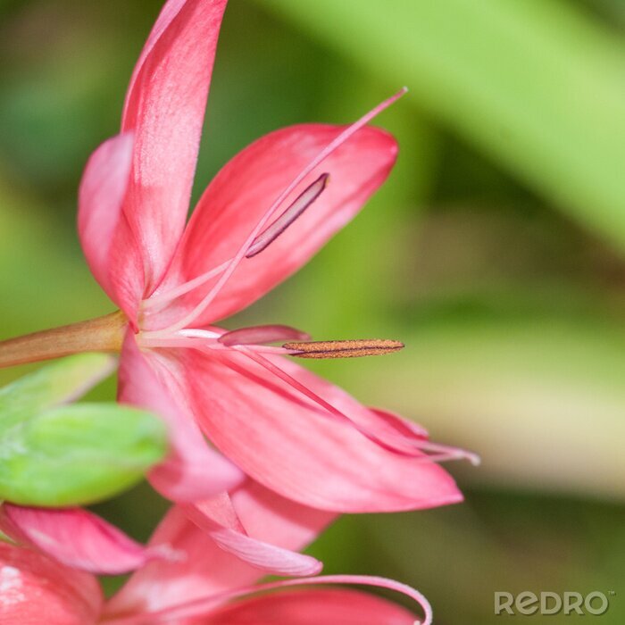 Sticker Makro rote Blumen