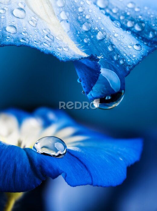 Sticker Makro von Tautropfen auf Blumen