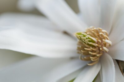 Sticker Makrofotografie einer Magnolienmitte