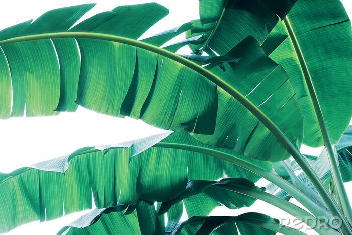 Sticker Makrofotografie von grünen Bananenpalmenblättern