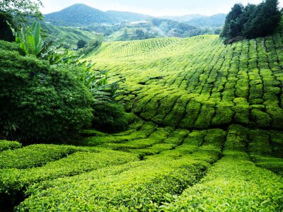 Malaysische Teefelder