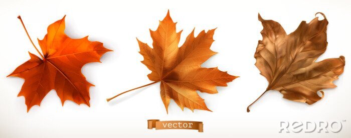 Sticker Maple leaf. 3d realistic vector icons