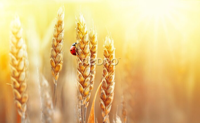 Sticker Marienkäfer auf der goldenen Ähre des Weizens