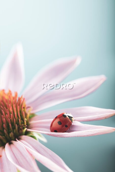 Sticker Marienkäfer auf einem Blütenblatt einer rosa Blume