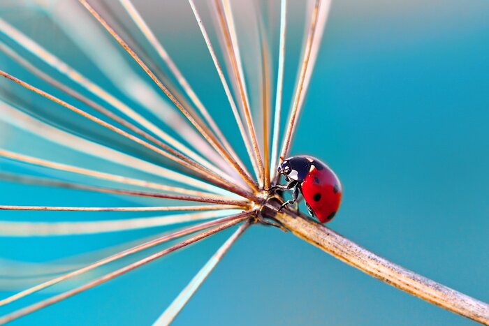 Sticker Marienkäfer auf einer trockenen Pflanze