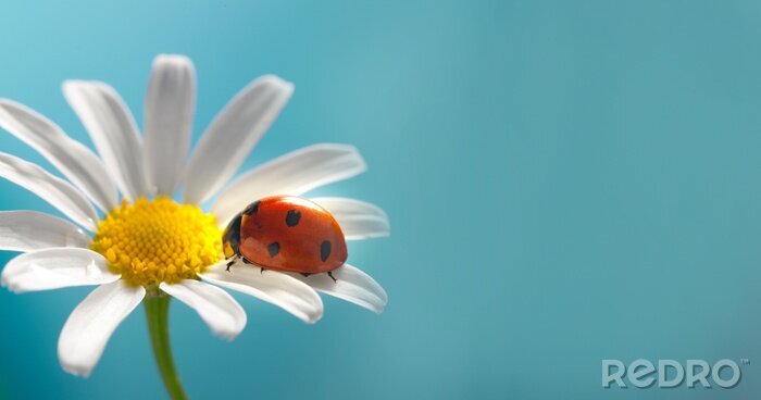 Sticker Marienkäfer auf Kamillenblüten