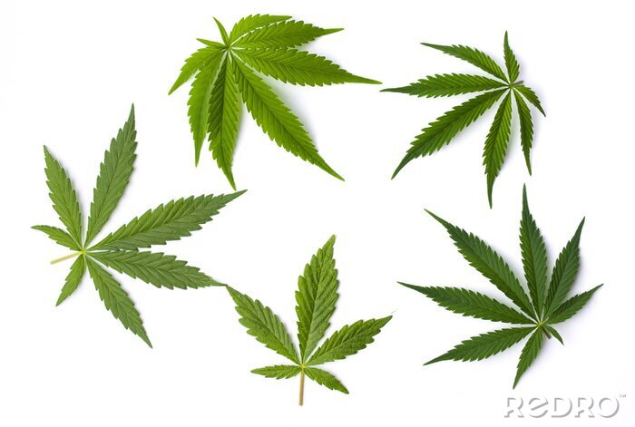 Sticker Marihuana Blätter isoliert auf weißem Hintergrund