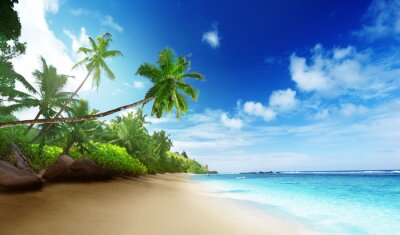 Meer strand palmen