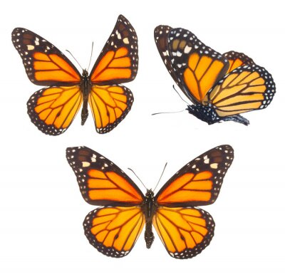 Sticker Monarchfalter