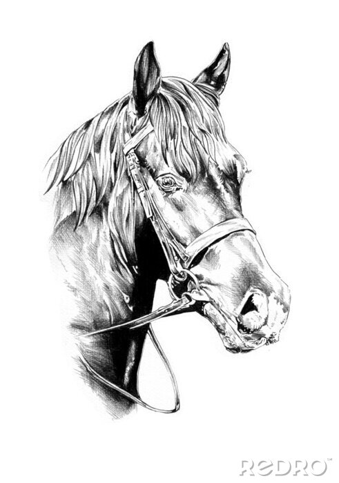 Sticker Monochromatische skizze eines pferdes