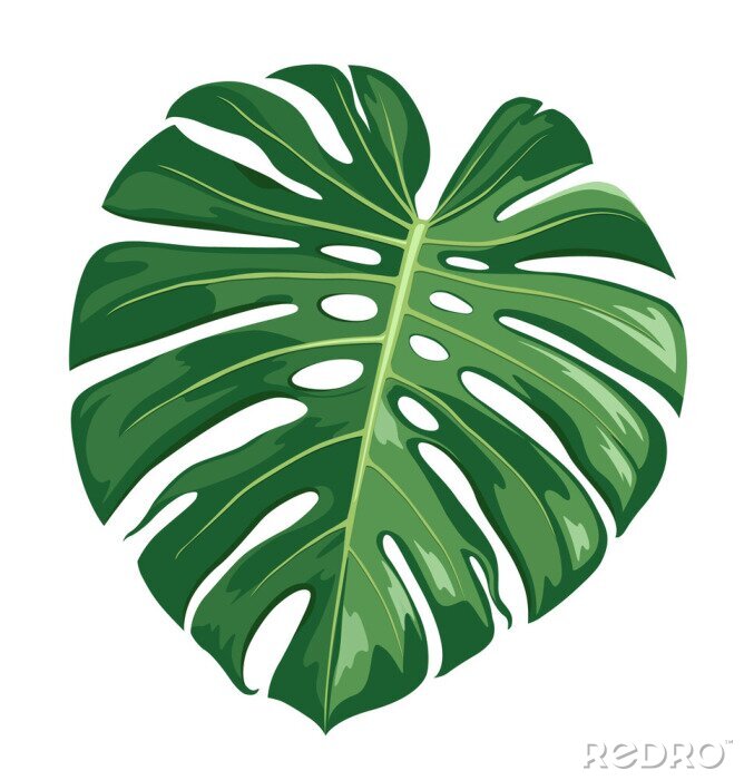 Sticker Monstera Deliciosa leaf vector, realistic design isolated on white background, Eps 10 illustration
