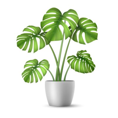 Sticker Monstera in a flower pot isolated. Tropical plant for interior decor of home or office. Vector illustration in vector realistic 3d style.