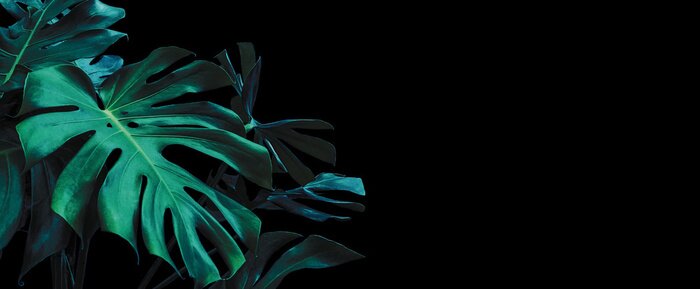 Sticker Monstera Pflanze auf dunklem Hintergrund
