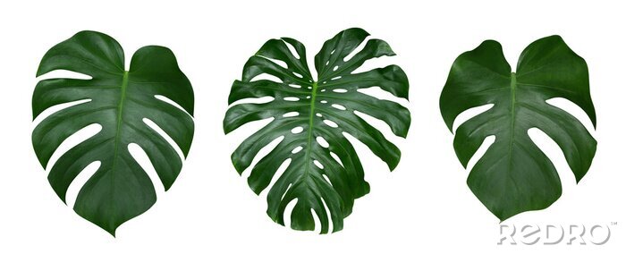 Sticker Monstera Pflanze Blätter, die tropische immergrüne Reben isoliert auf weißem Hintergrund, Clipping-Pfad enthalten