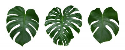 Sticker Monstera Pflanze Blätter, die tropische immergrüne Reben isoliert auf weißem Hintergrund, Clipping-Pfad enthalten
