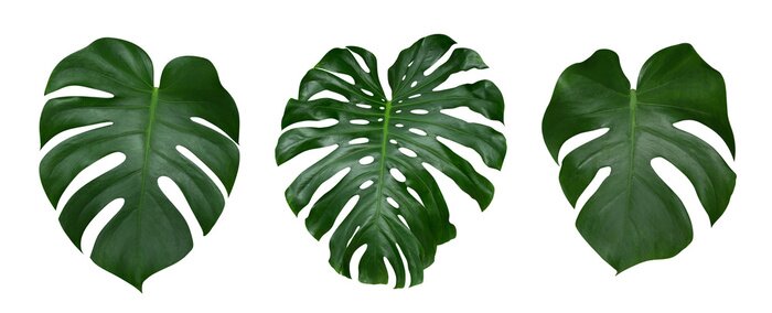 Sticker Monstera Pflanze Blätter, die tropische immergrüne Reben isoliert auf weißem Hintergrund, Clipping-Pfad enthalten
