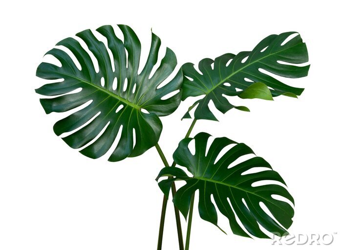 Sticker Monstera-Pflanzenblätter, die tropische immergrüne Rebe lokalisiert auf weißem Hintergrund, Beschneidungspfad eingeschlossen