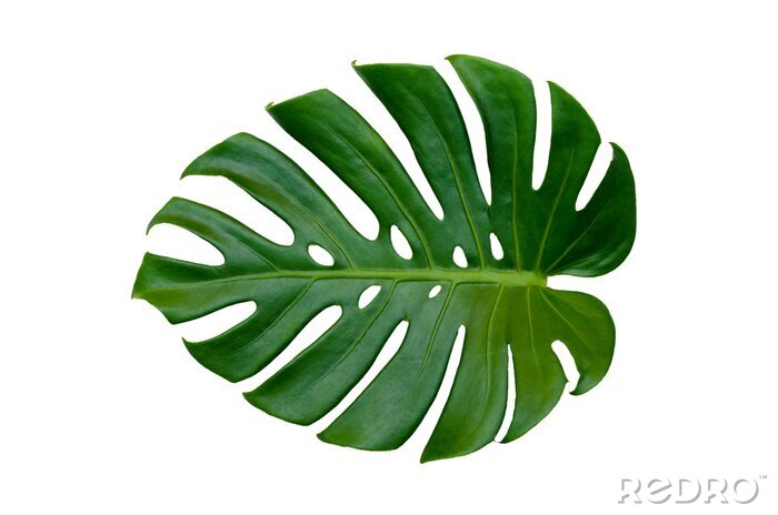 Sticker Monstera verlässt Blätter mit Isolat auf weißem Hintergrund Blätter auf weiß
