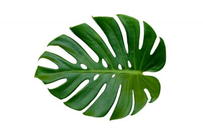 Sticker Monstera verlässt Blätter mit Isolat auf weißem Hintergrund Blätter auf weiß